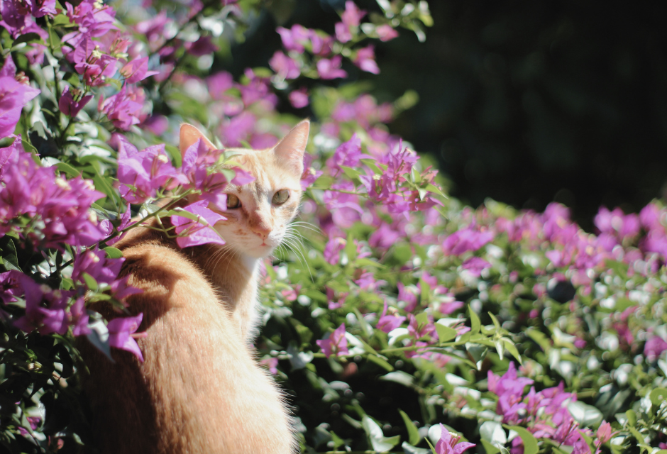 Punaturkkinen kissa istuu kukkapuskassa, violettien kukkien seassa ja niiden ympäröimänä.