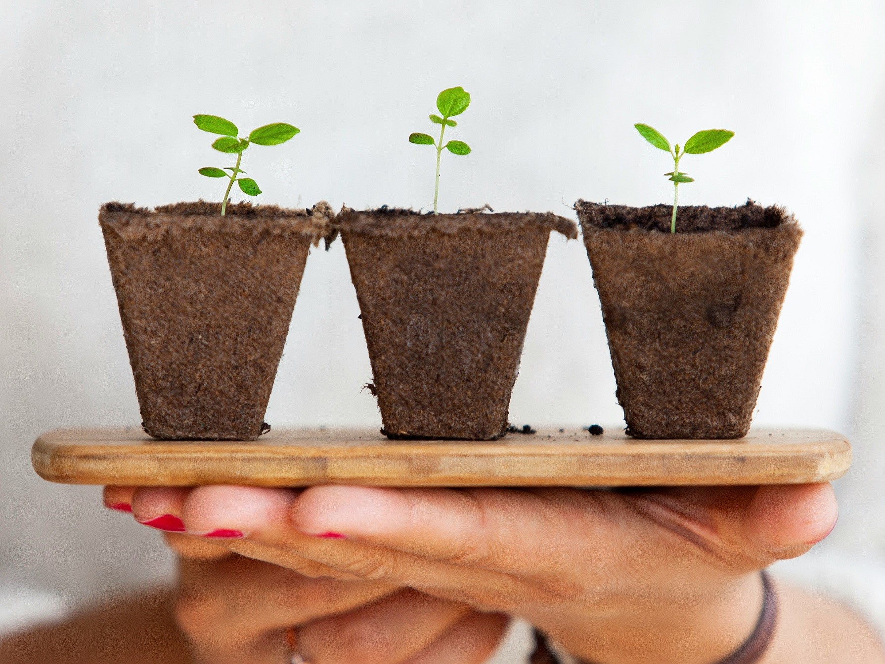 Kädet pitelevät puualustaa, jolla on kolme biohajoavissa ruukuissa kasvavaa pientä taimea.
