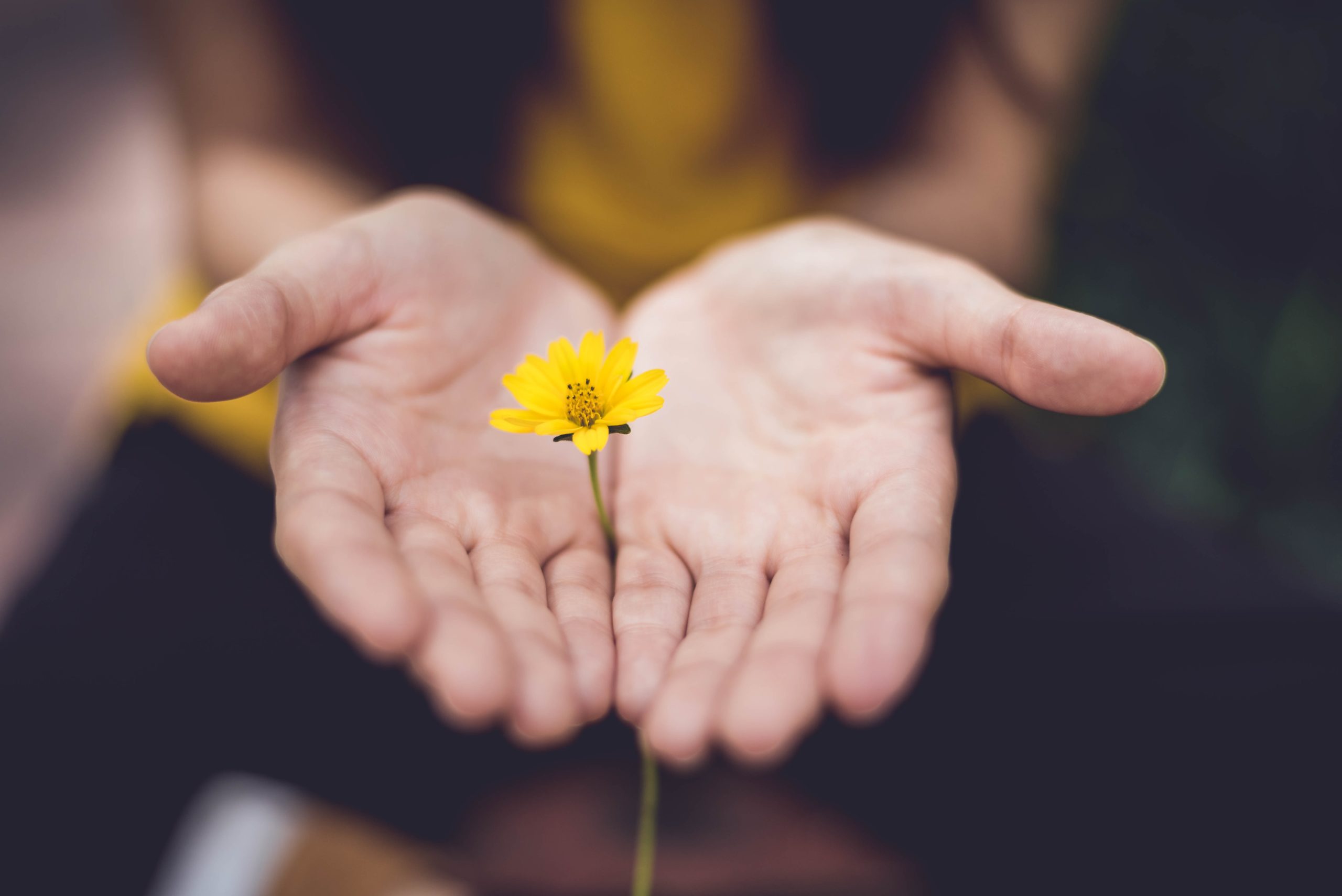 Naisen kädet, joiden välissä keltainen kukka.