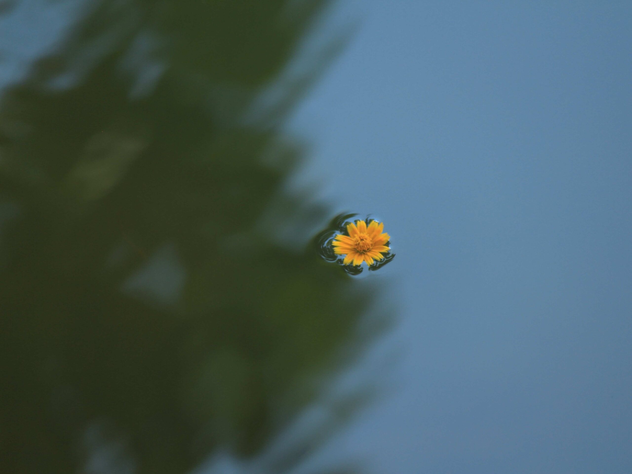 Yksittäinen keltainen kukka kelluu veden pinnalla.