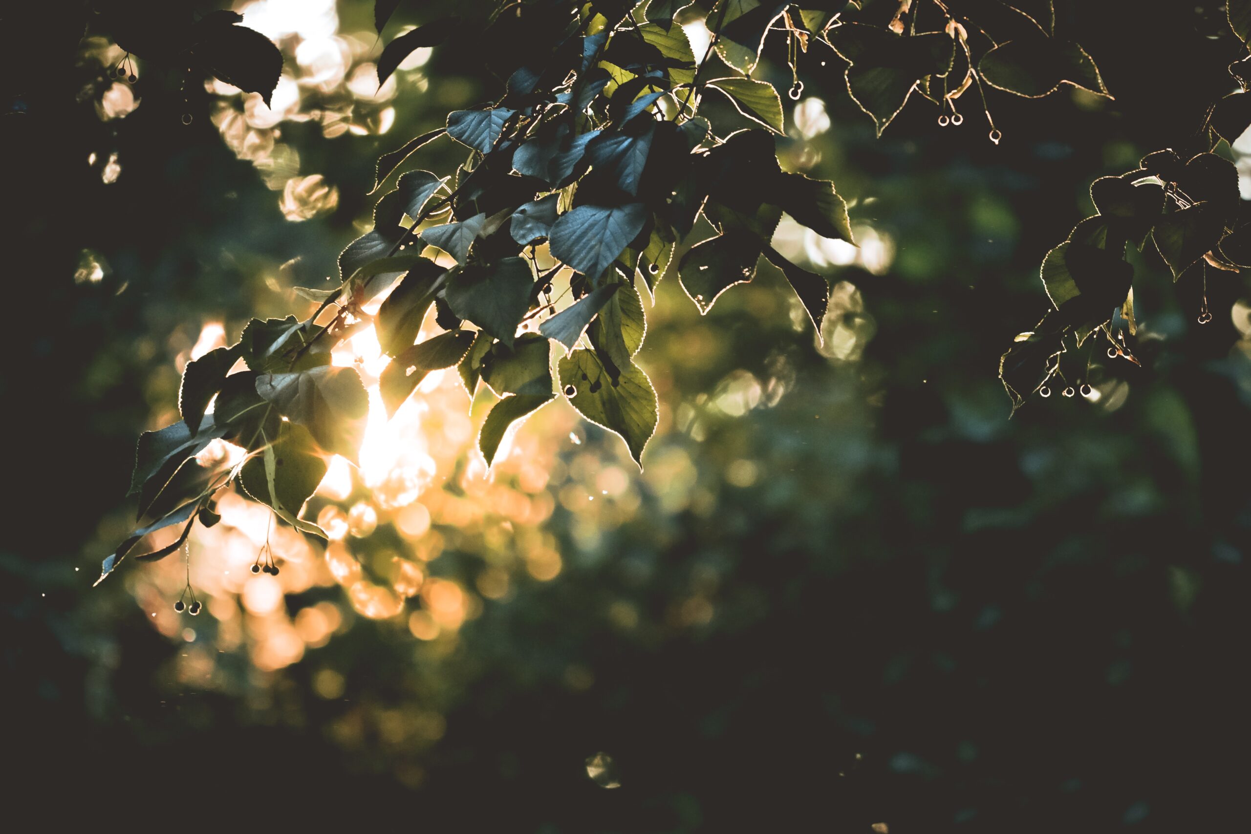 Vehreä lehtipuun oksa, jonka läpi auringon valo siivilöityy kauniisti.
