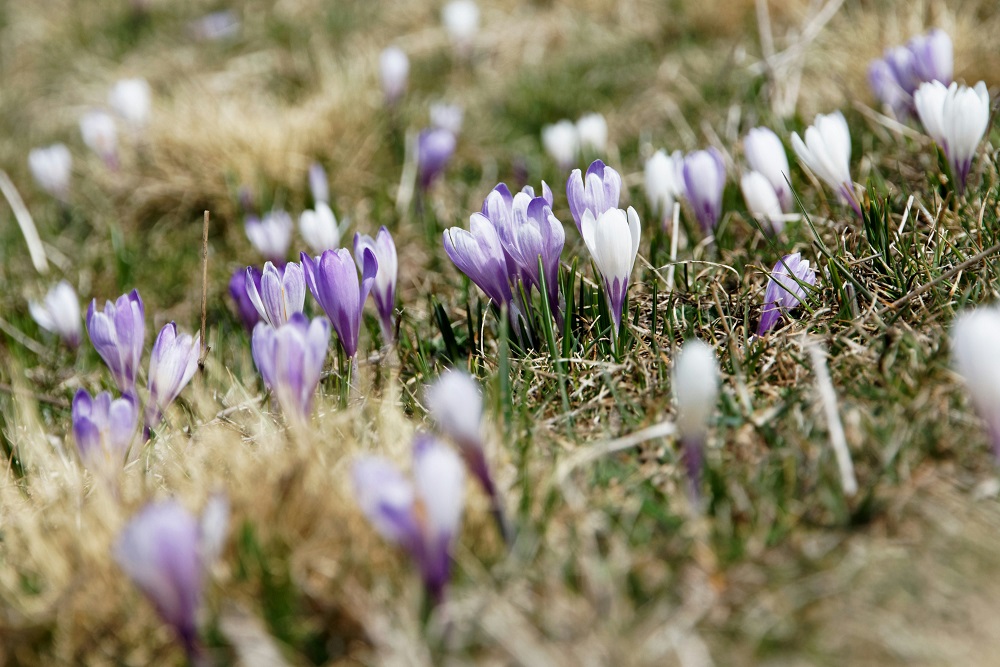 Violetin sävyisiä kukkia nousemassa keväisestä maasta.